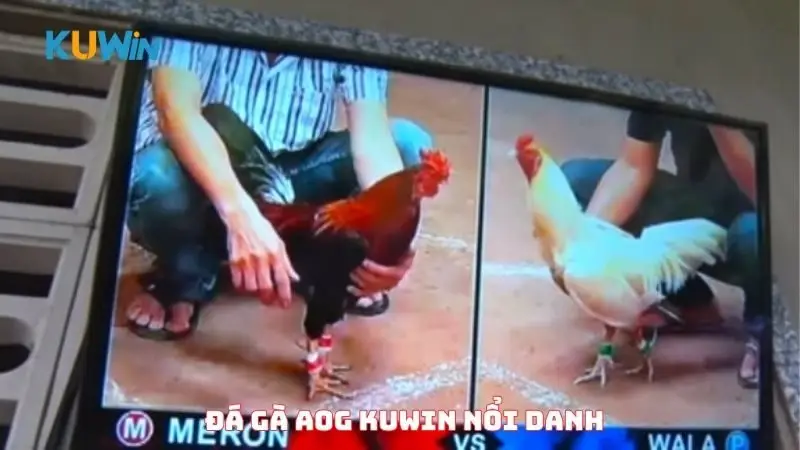 Đá gà AOG Kuwin nổi danh