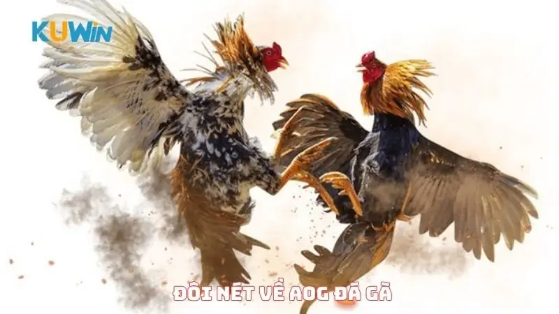 Đôi nét về AOG đá gà