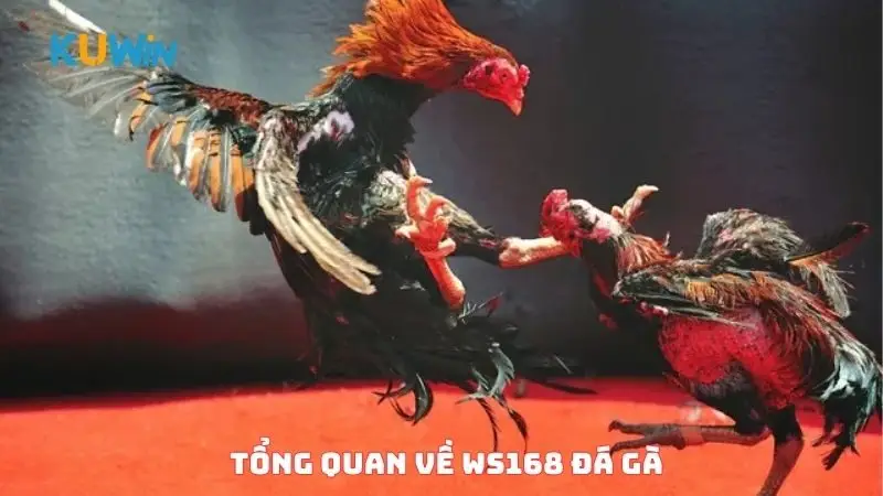 Tổng quan về WS168 đá gà