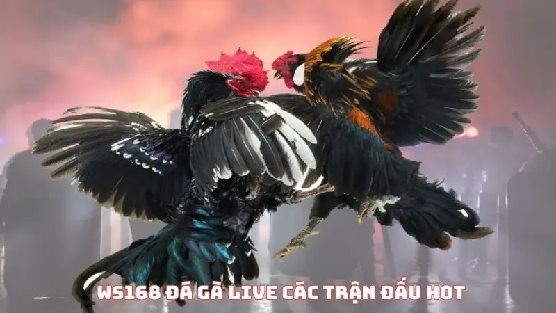 WS168 đá gà live các trận đấu HOT