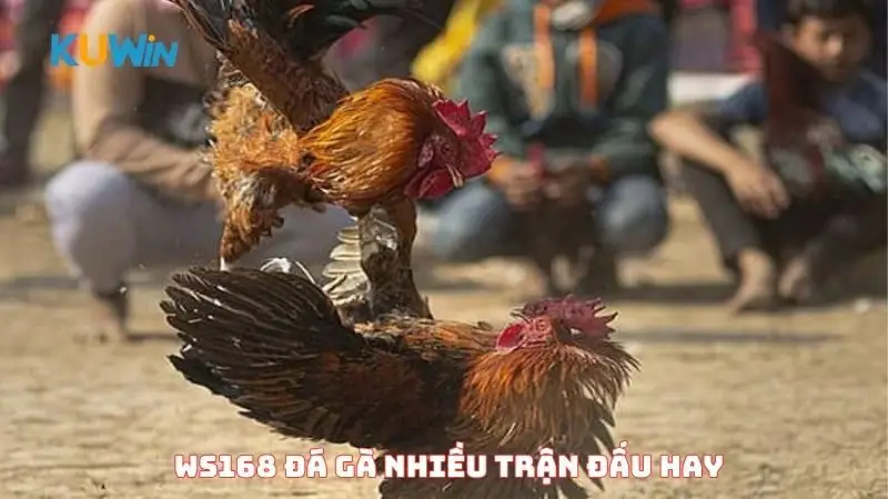 WS168 đá gà nhiều trận đấu hay